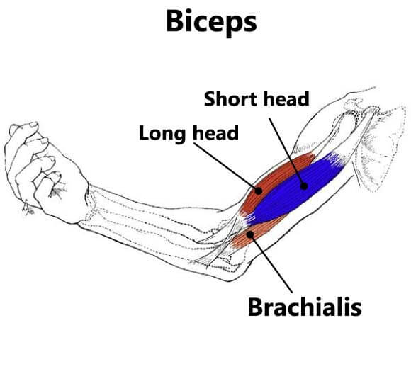 Simple And Effective Bicep Long And Short Head Exercises Fitprince
